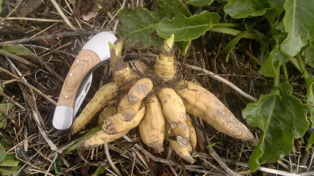 Dead Men's Fingers - the roots of Hemlock water-dropwort. I found these washed up after a storm