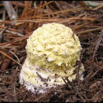 fly agaric, universal veil