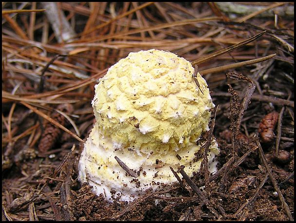 fly agaric, universal veil