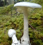 Destroying Angel - Amanita virosa