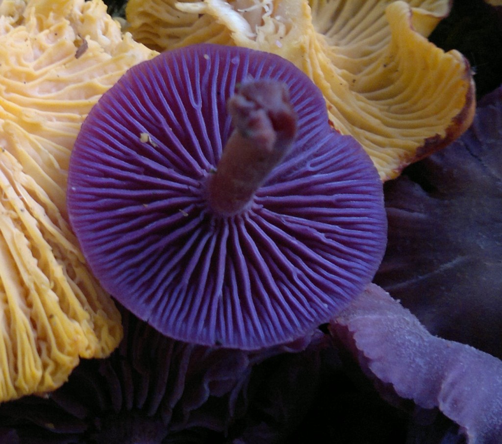 amethyst deciever gills