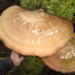 birch polypore large