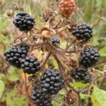 brambles