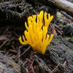 calocera viscosa1