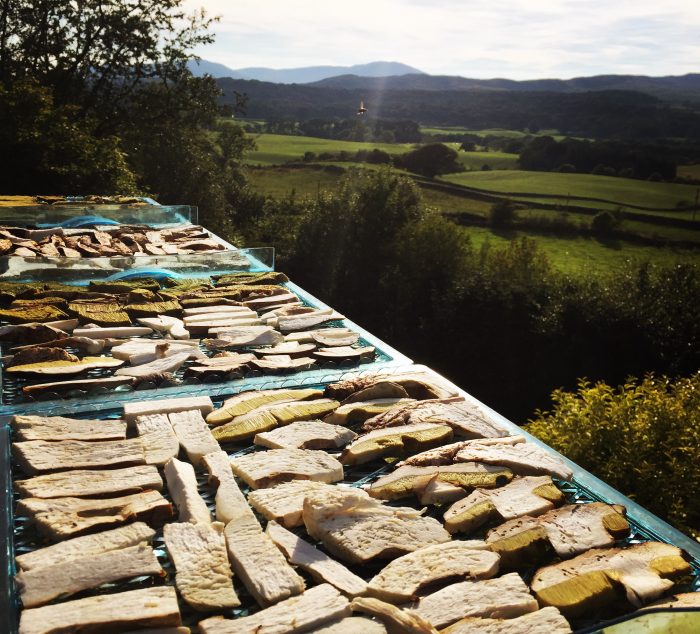 ceps drying