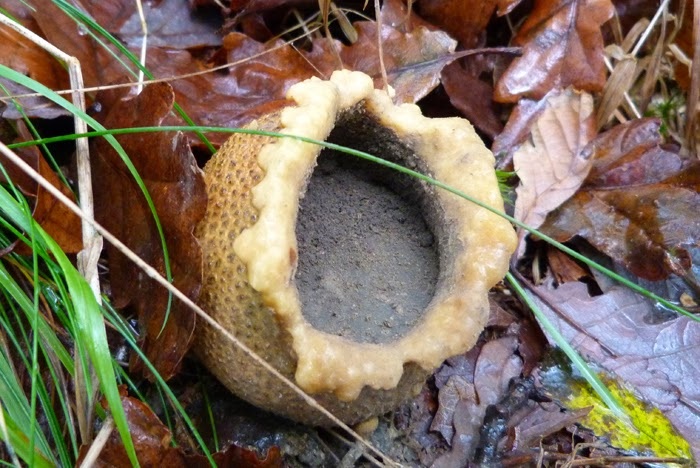 Mature earthball