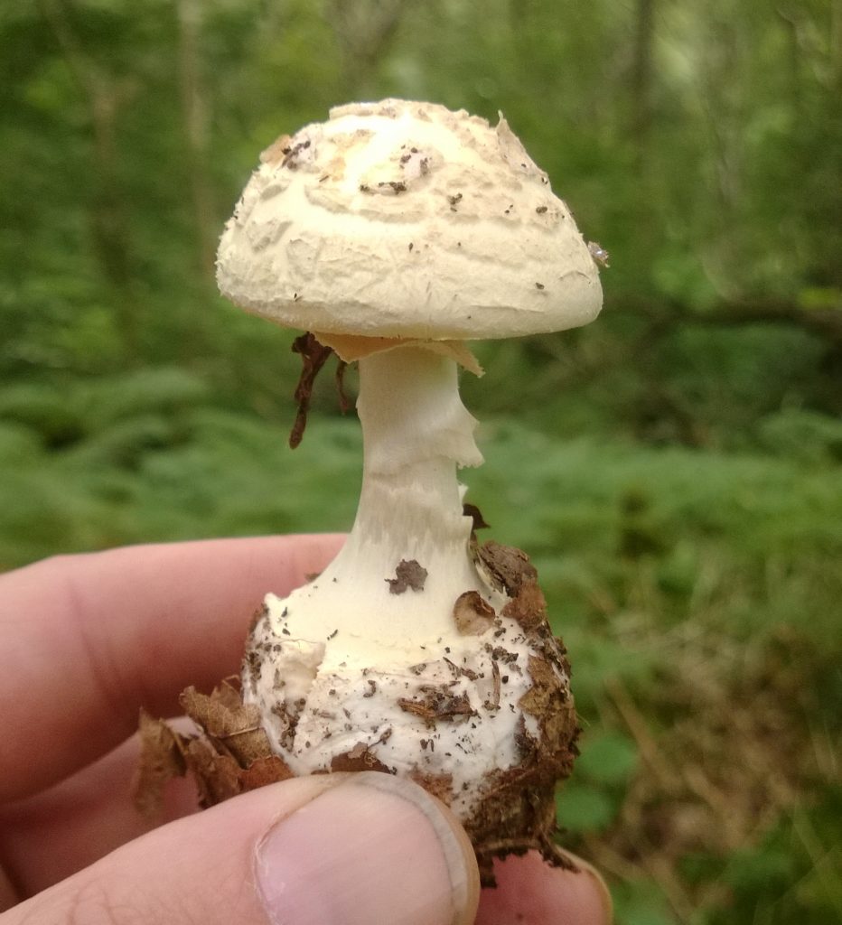 False detached, amanita citrana