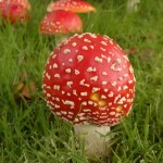fly agaric