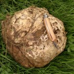 giant puffball sporing