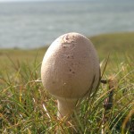horse mushroom