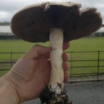 horse mushroom