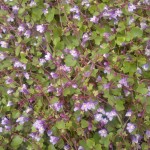ivy-leaved toadflax1