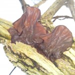 jelly ear1
