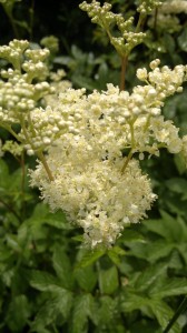 meadowsweet flower