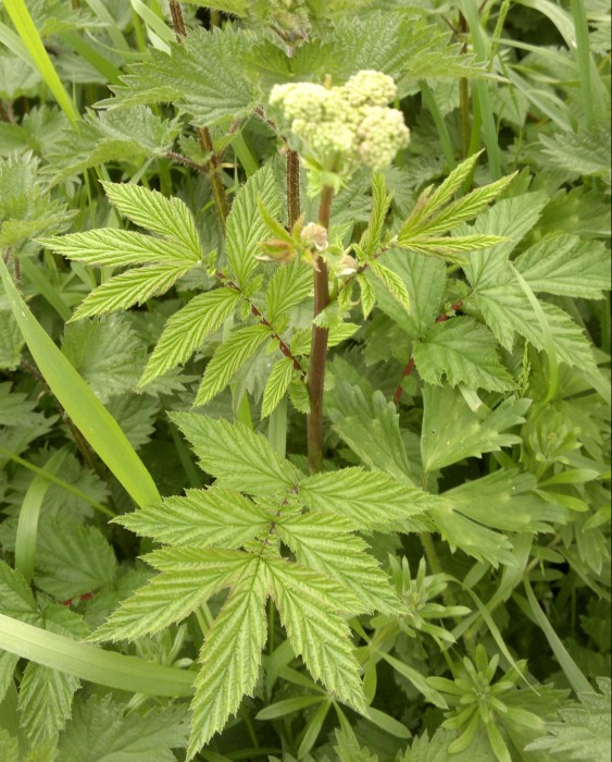 meadowsweet,may