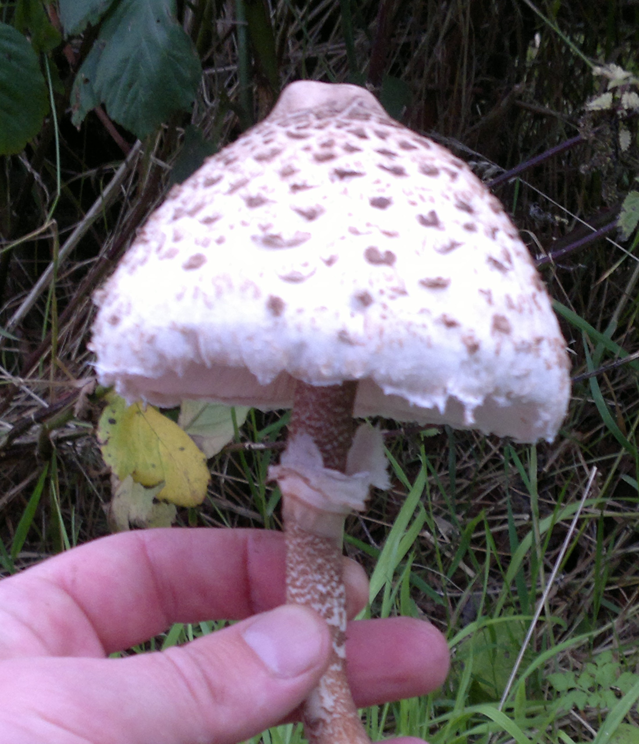 parasol mushroom Galloway Wild Foods