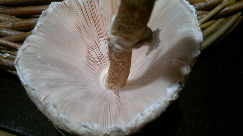 parasol gills