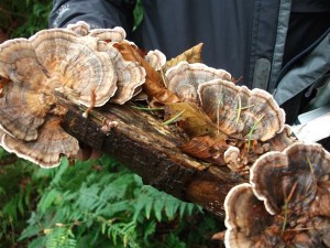 Turkeytail