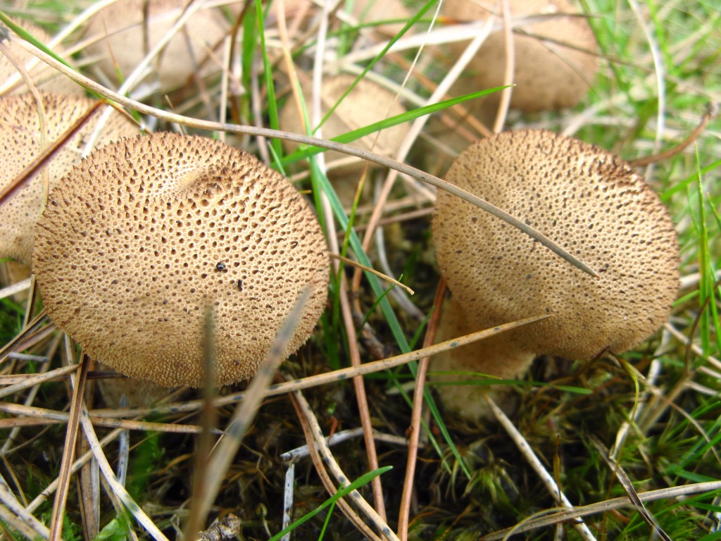 Stump puffball (lycoperdon pyriforme). Grows in large clusters on treestumps. Finer warts, browner and more pear-shaped than common puffball.