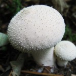 common puffball