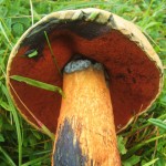 red foot bolete3 erythropus