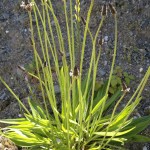 ribwort plantain