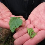 sea radish - leaf and seed pods (seliques)