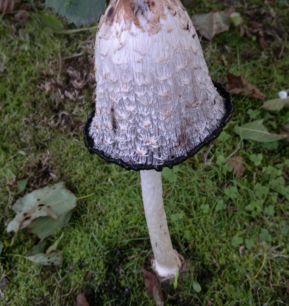 Shaggy Inkcap Identification, distribution, edibility. Galloway