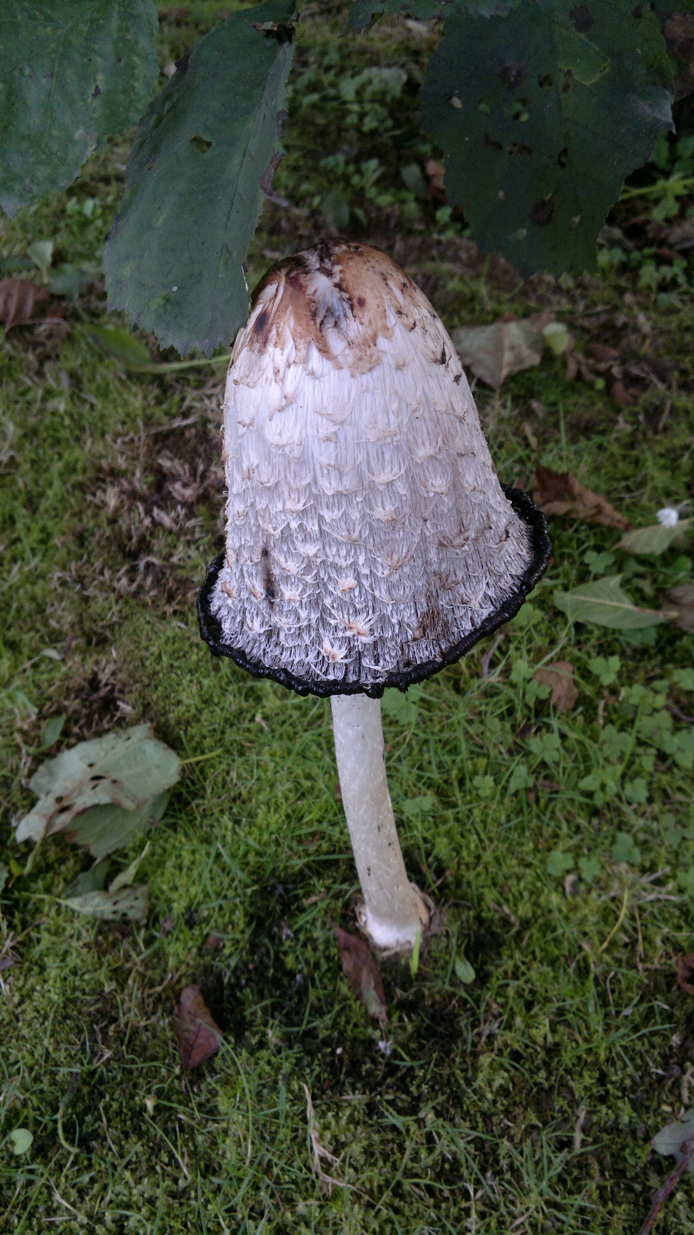 Shaggy Inkcap Identification, distribution, edibility. Galloway