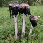 shaggy inkcaps, gone june12