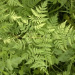 sweet ciceley leaf