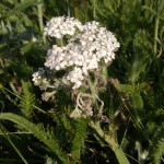 yarrow1