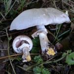 yellow stainer