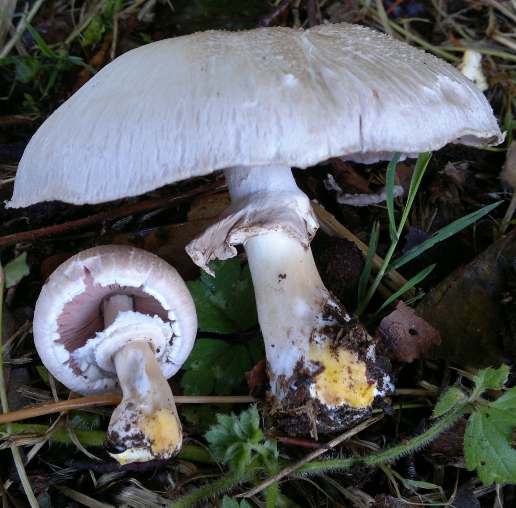 yellow stainer