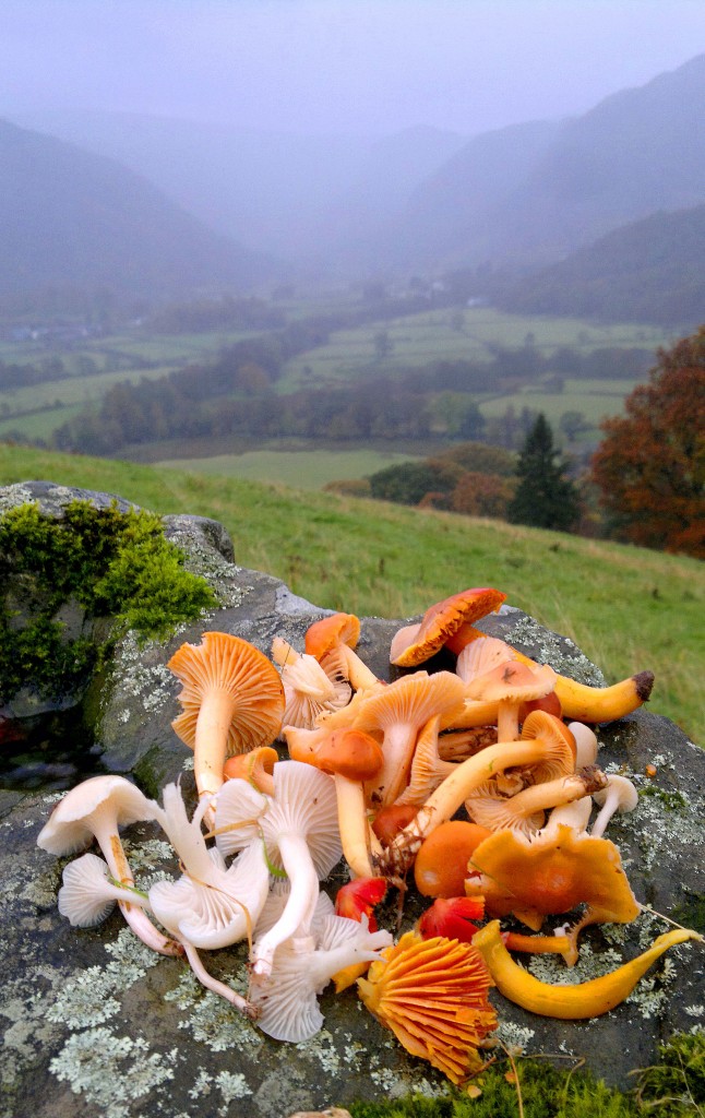 Waxcaps in the hillss above Borrowdale, Cumbria