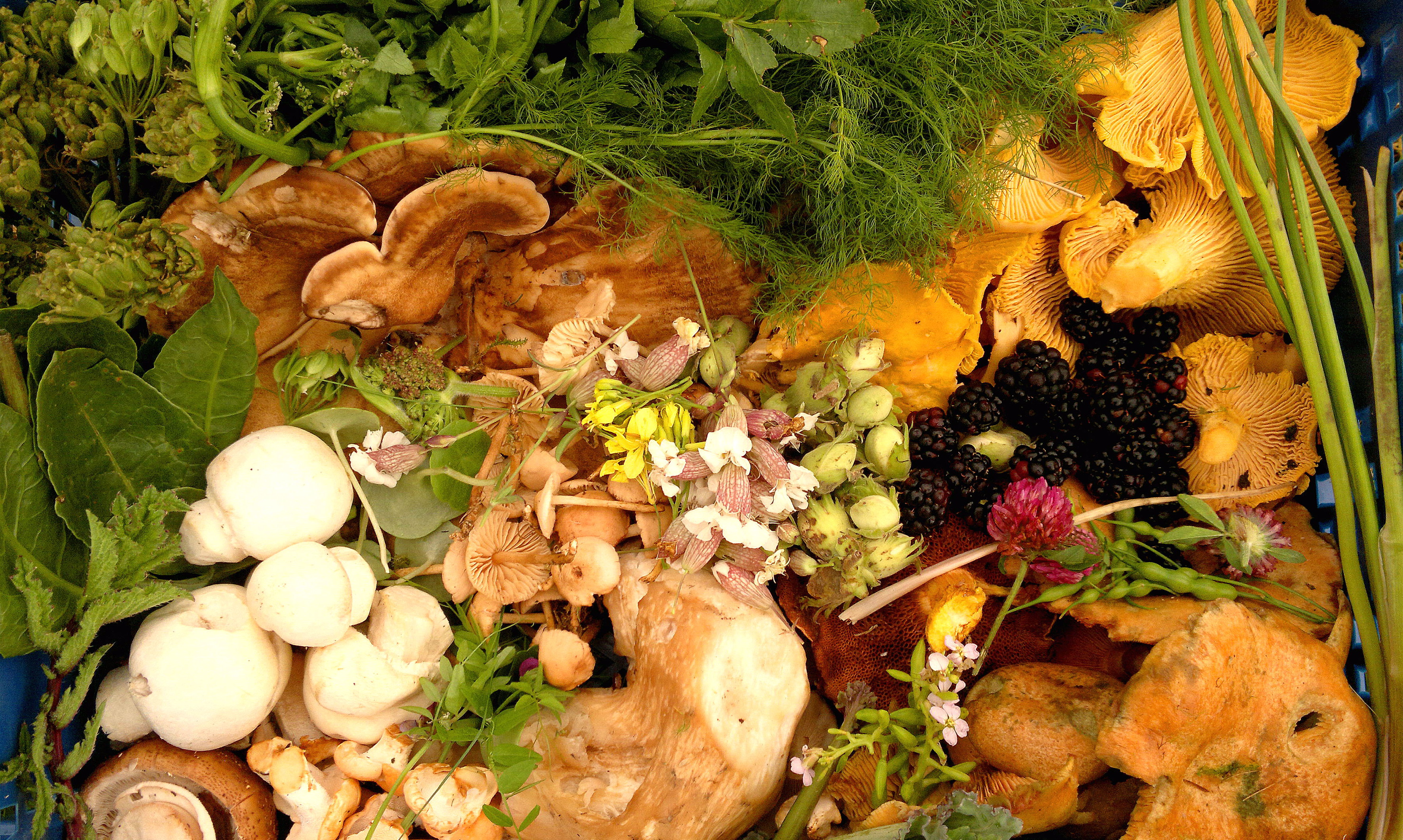 autumn fungi wild food