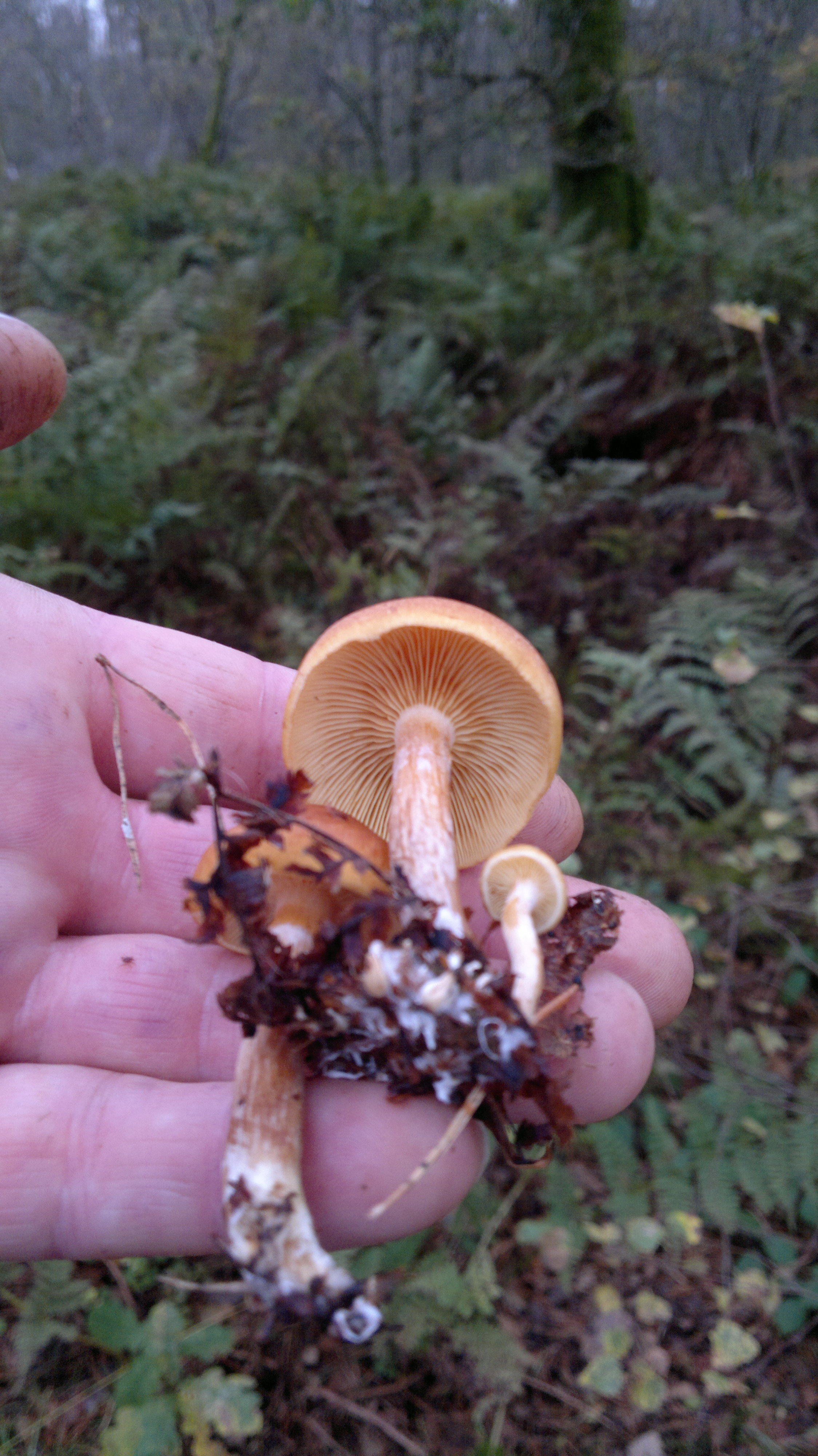 Poisonous mushrooms Funeral bells Galloway Wild Foods