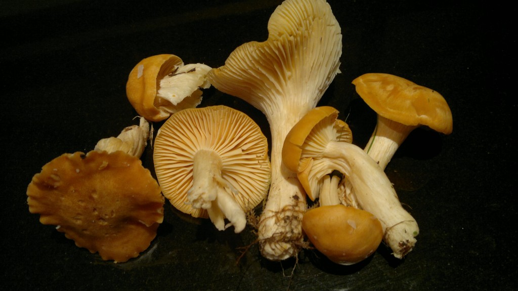 meadow waxcaps