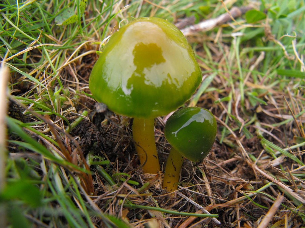 parrot waxcap