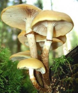 sheathed woodtuft
