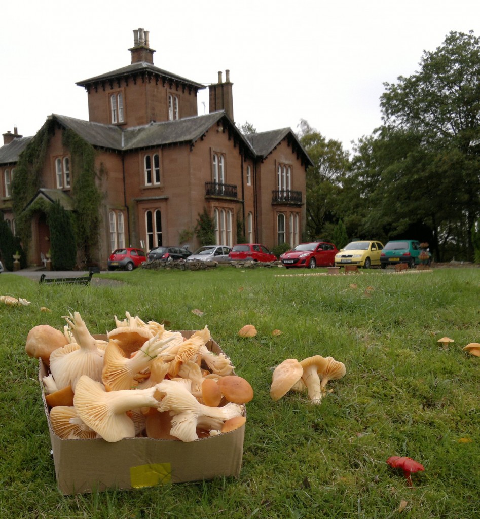 waxcaps lawn 'detoxification'