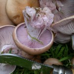 wood blewits