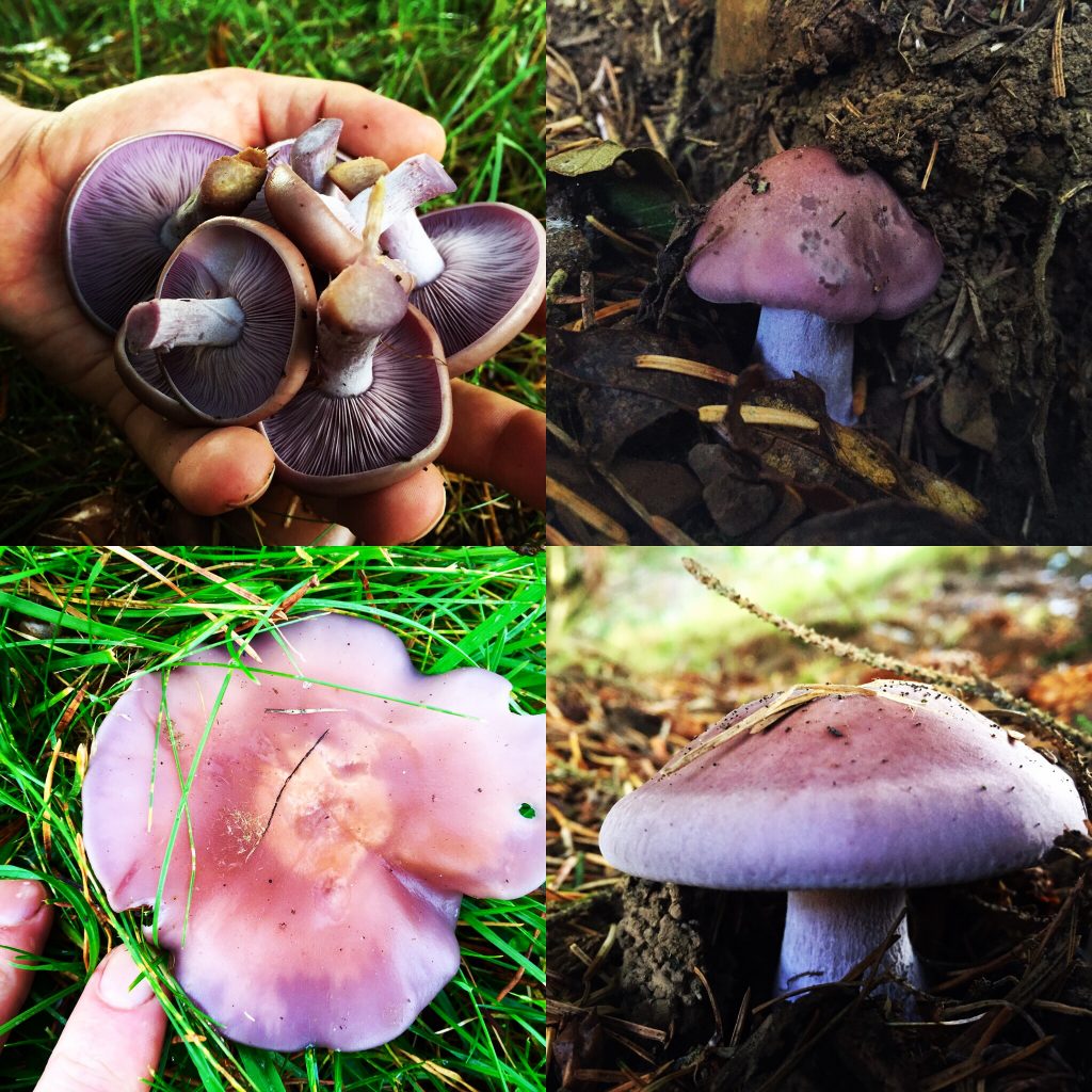Wood blewits identification, distribution, edibility Galloway Wild Foods