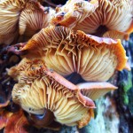 velvet shank withering