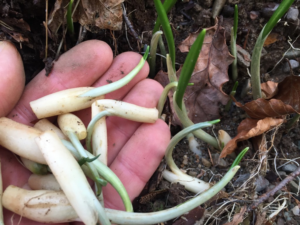 Wild garlic bulbs - not recommended for digging up, but if they get washed out, seems a shame to let them perish...