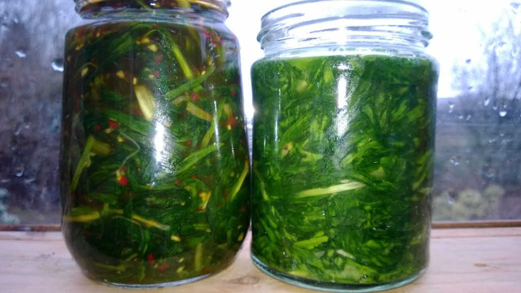 Kimichi style wild leek (L) and lacto-fermented wild garlic (R)