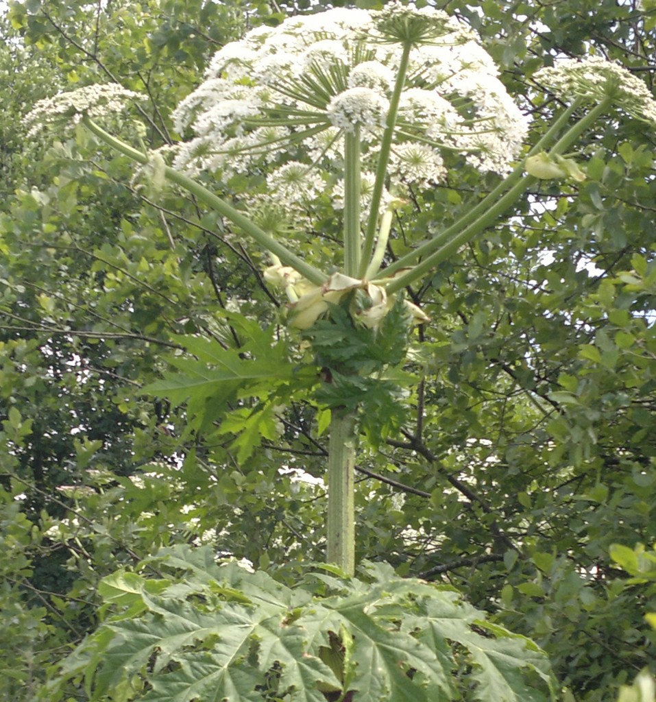Common Hogweed Identification, Edibility, Distribution Galloway
