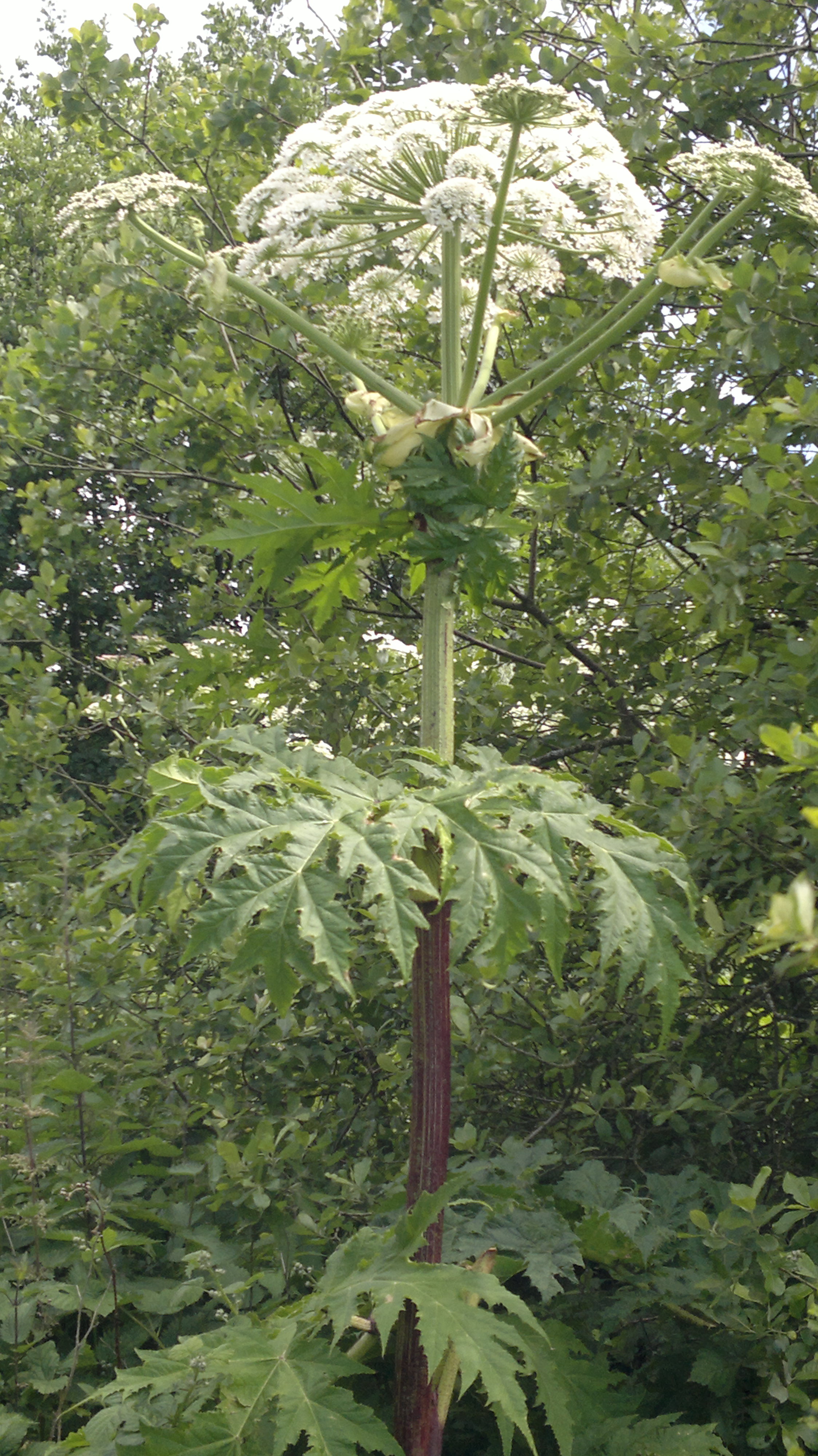 » Common Hogweed Identification, Edibility, Distribution Galloway