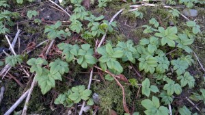 ground elder shoots feb2