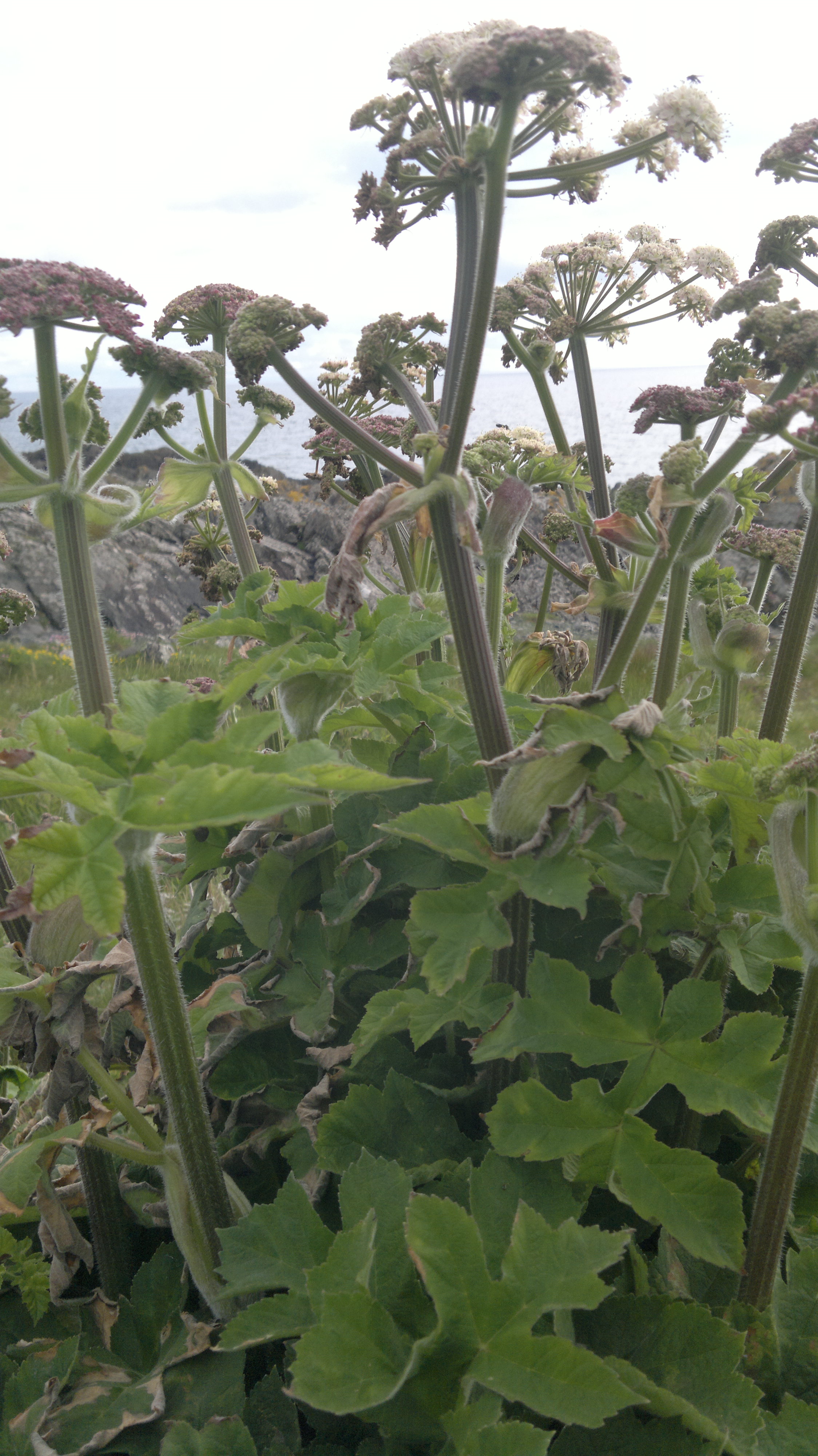 » Common Hogweed Identification, Edibility, Distribution Galloway